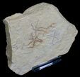 Multiple Brittle Star Plate - Solnhofen Limestone #6139-2